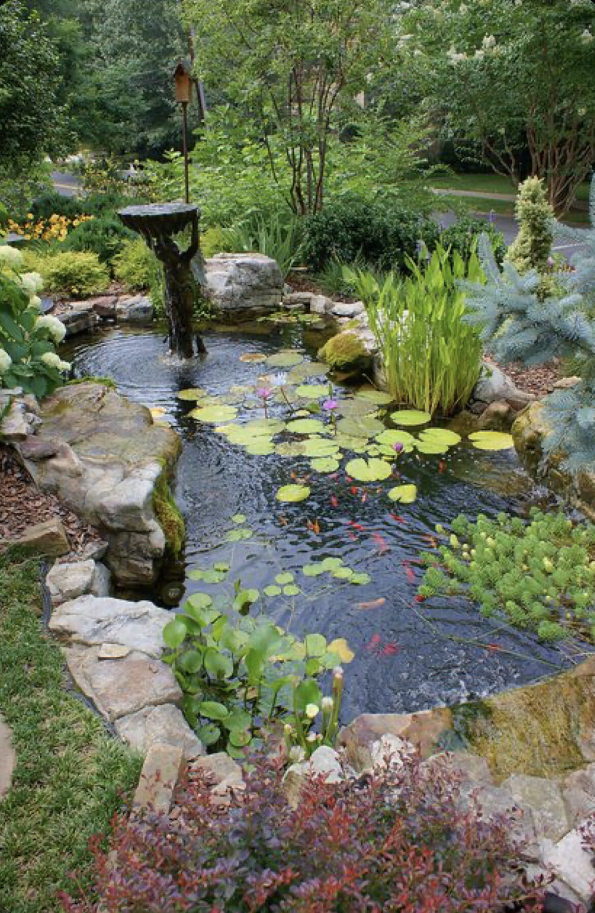 Koi pond with water feature