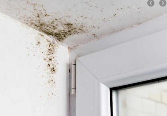 Screen Shot 2020-05-11 at 1.14.08 PM.png